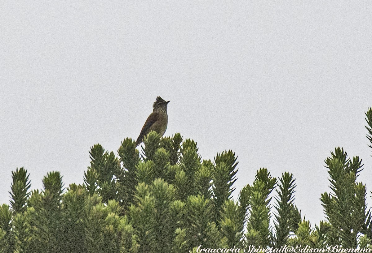 Araucaria Tit-Spinetail - ML620300157