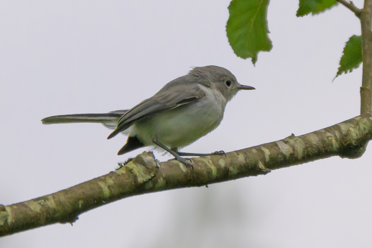 Blue-gray Gnatcatcher - ML620300158