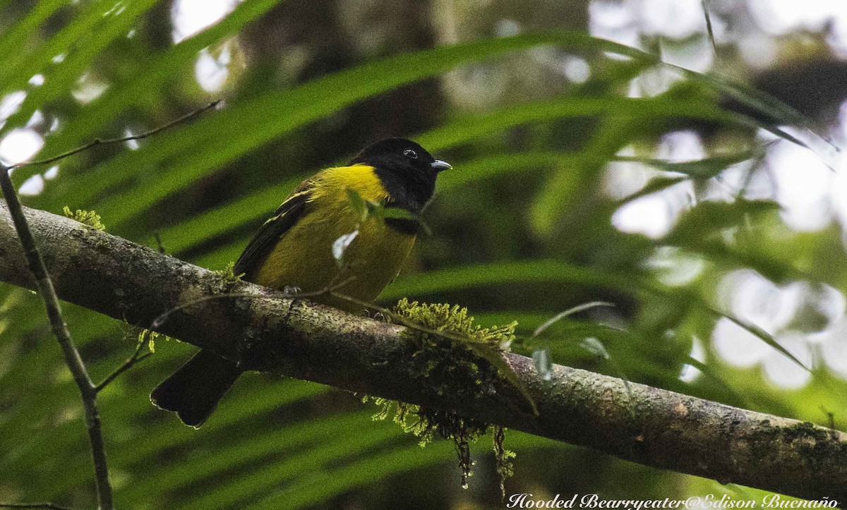 Cotinga coqueluchon - ML620300159