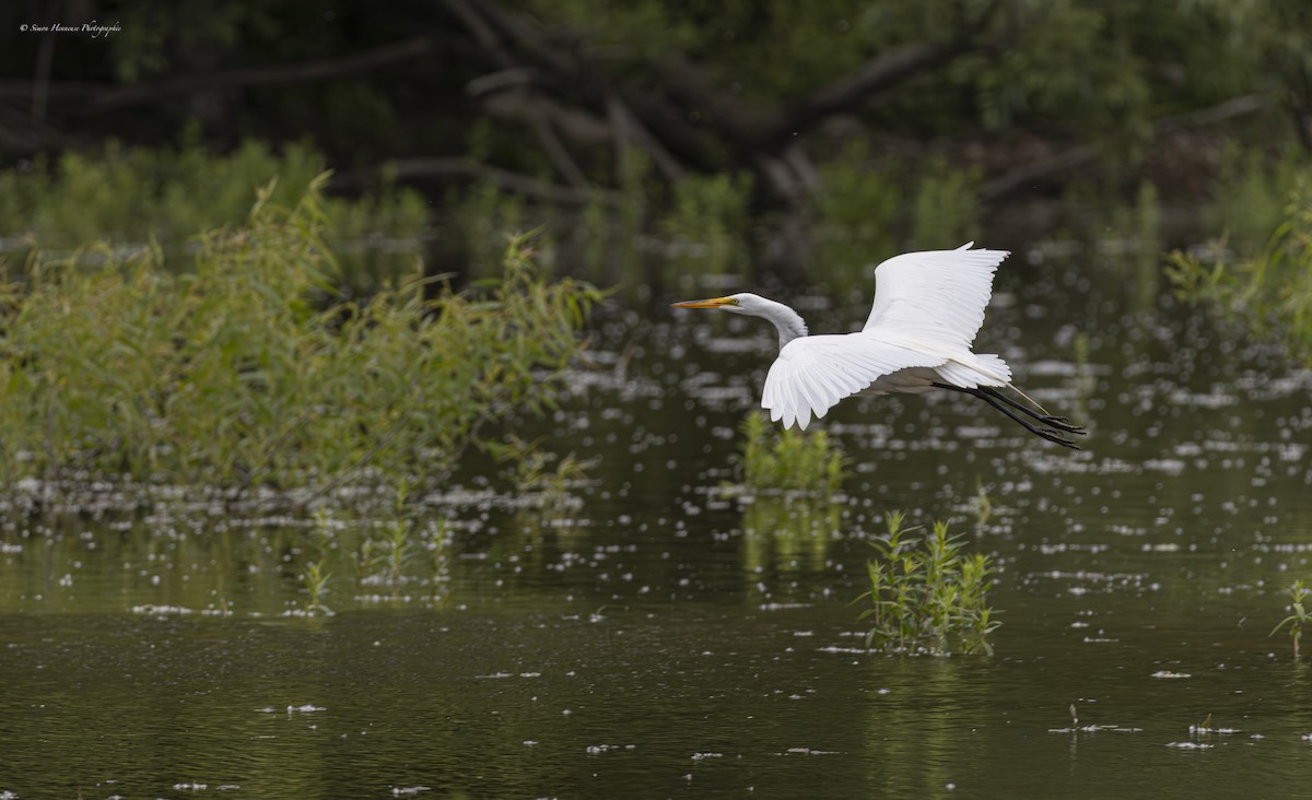 Great Egret - ML620300160