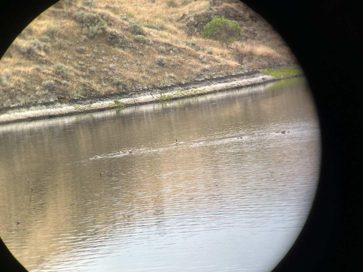 Bufflehead - ML620300161