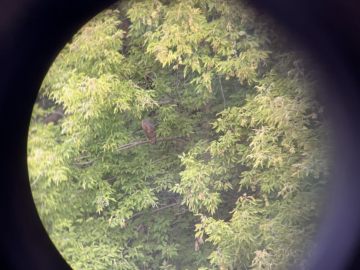 Barn Owl - ML620300169