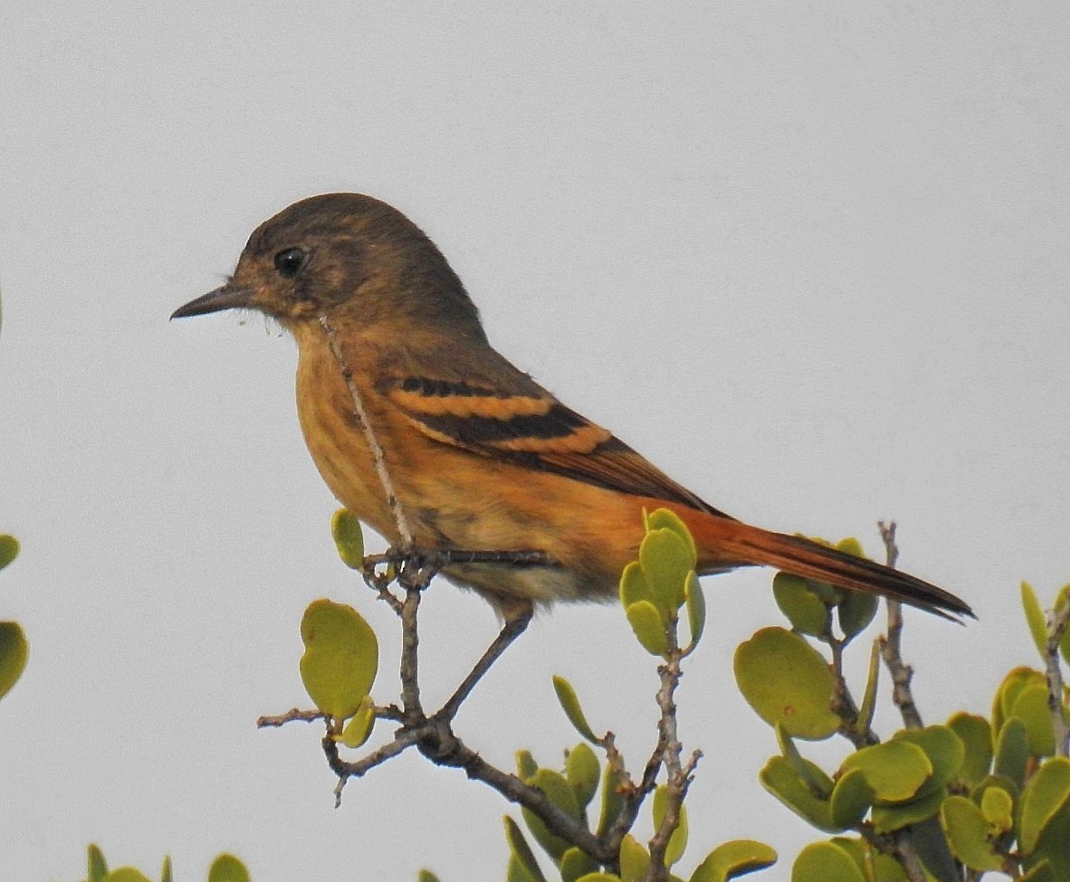 White-winged Black-Tyrant - ML620300172