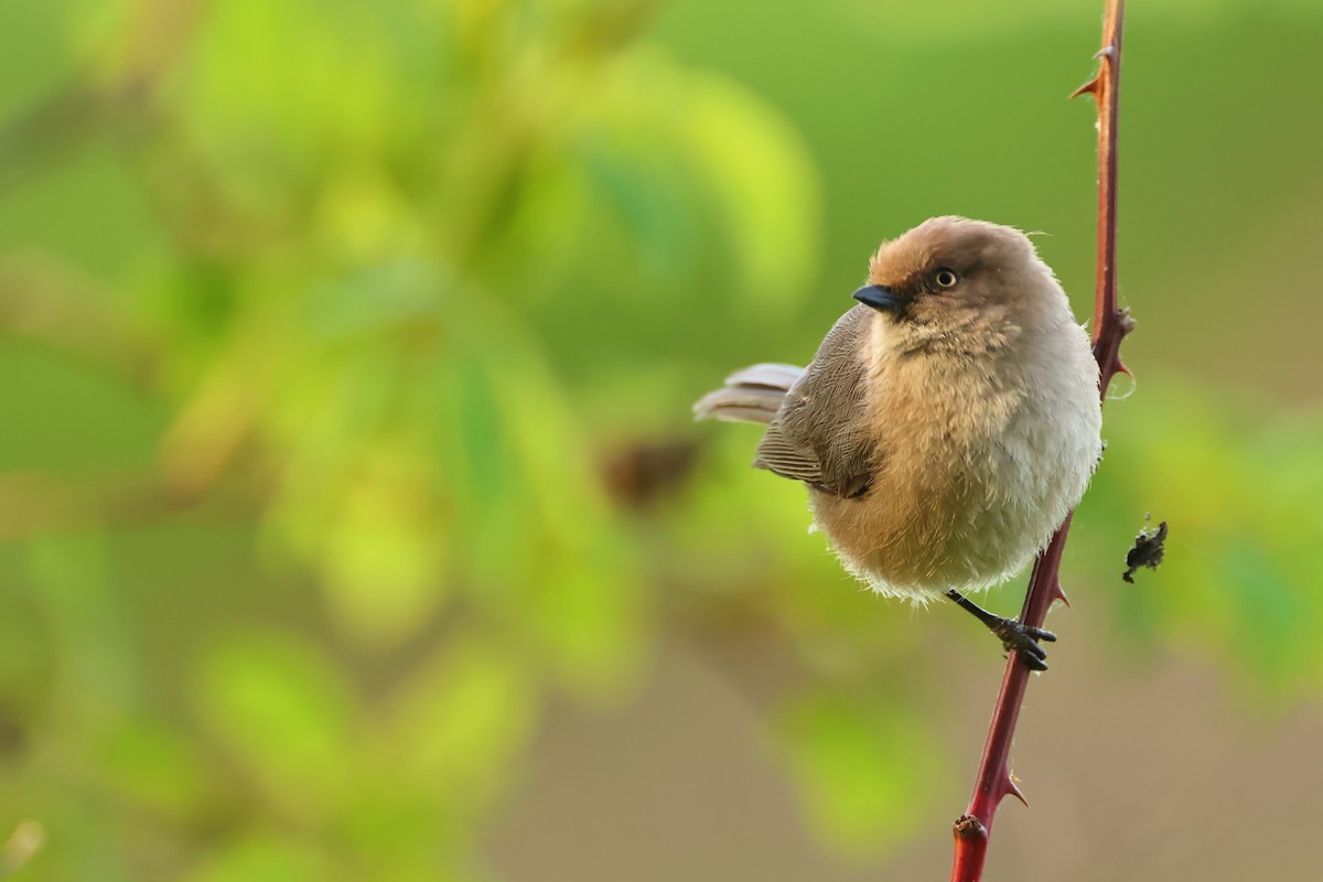 Bushtit - Serge Rivard