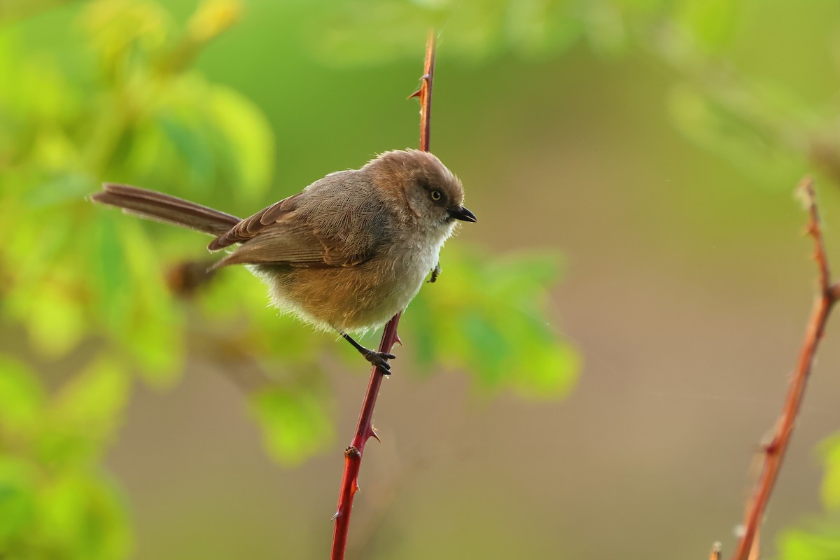 Bushtit - ML620300178