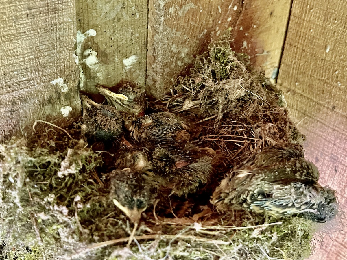 Eastern Phoebe - ML620300180