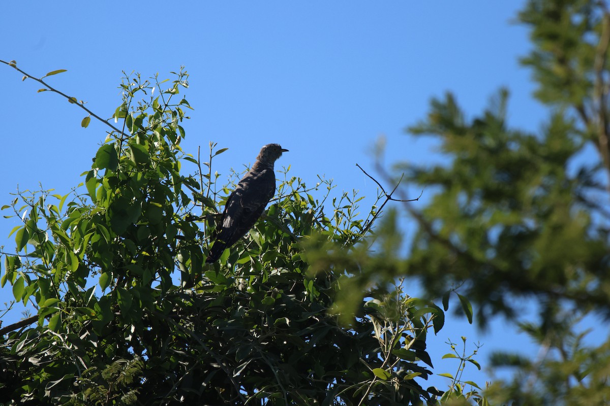 African Cuckoo - ML620300181