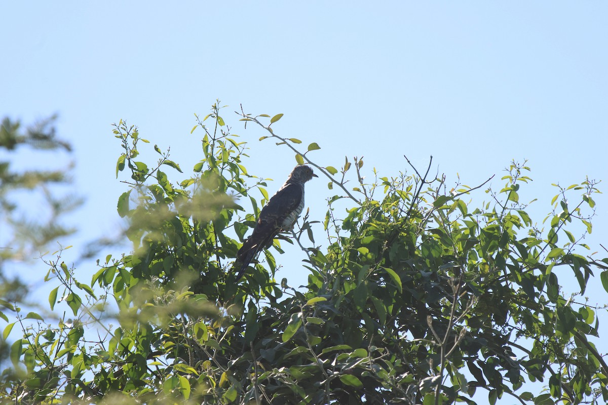 African Cuckoo - ML620300182