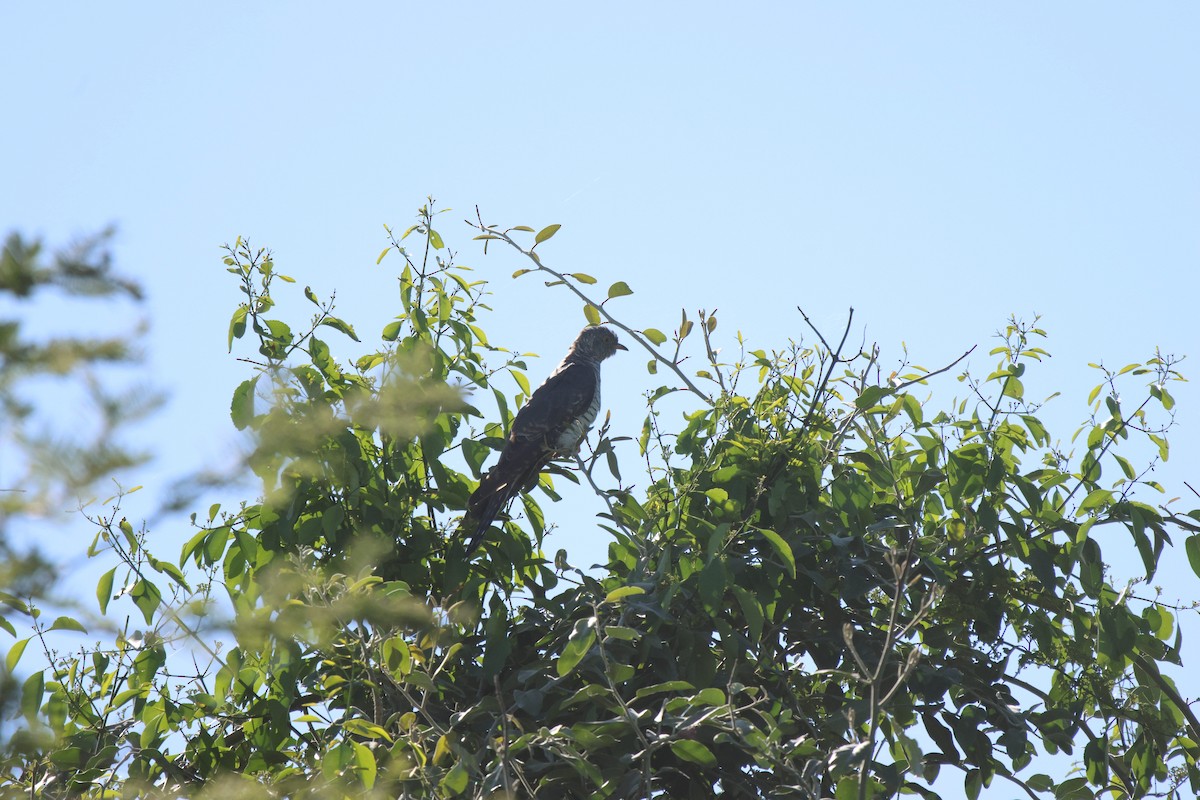 African Cuckoo - ML620300183