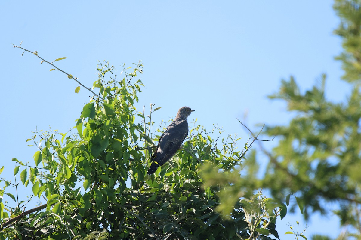 African Cuckoo - ML620300186