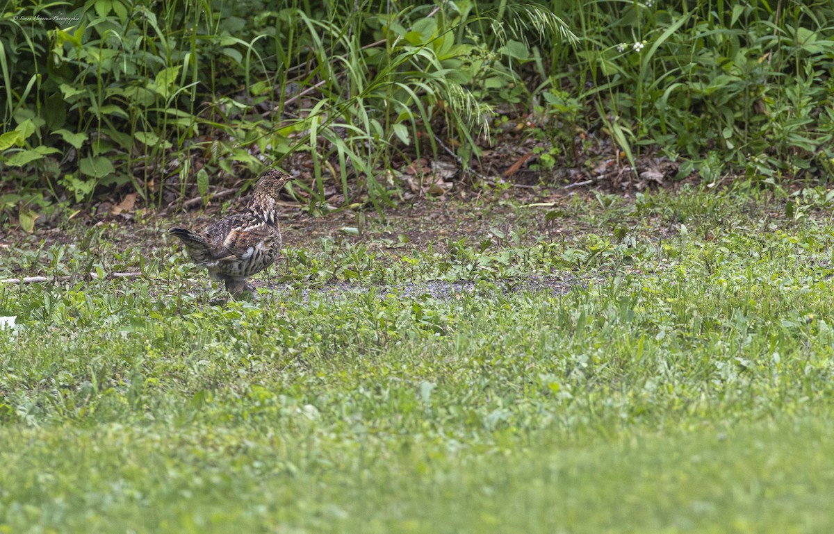 Ruffed Grouse - ML620300187