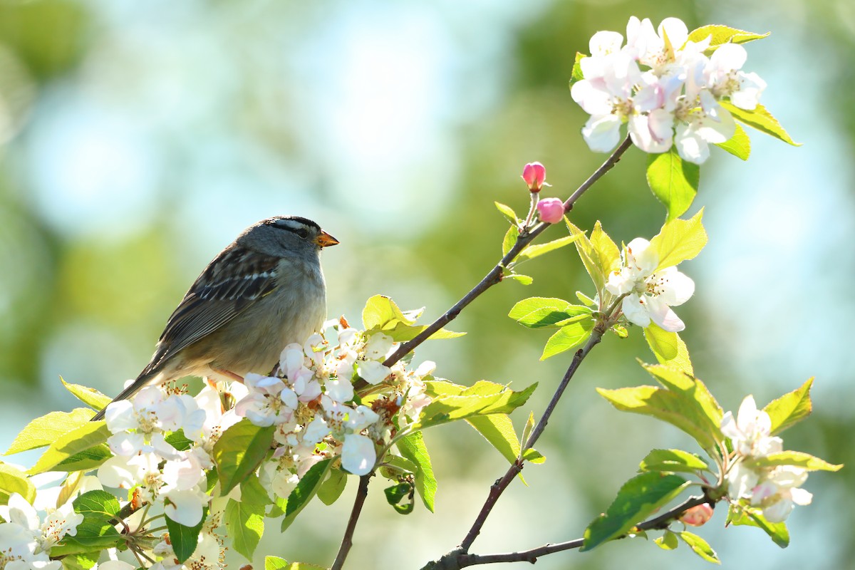 White-crowned Sparrow - ML620300195