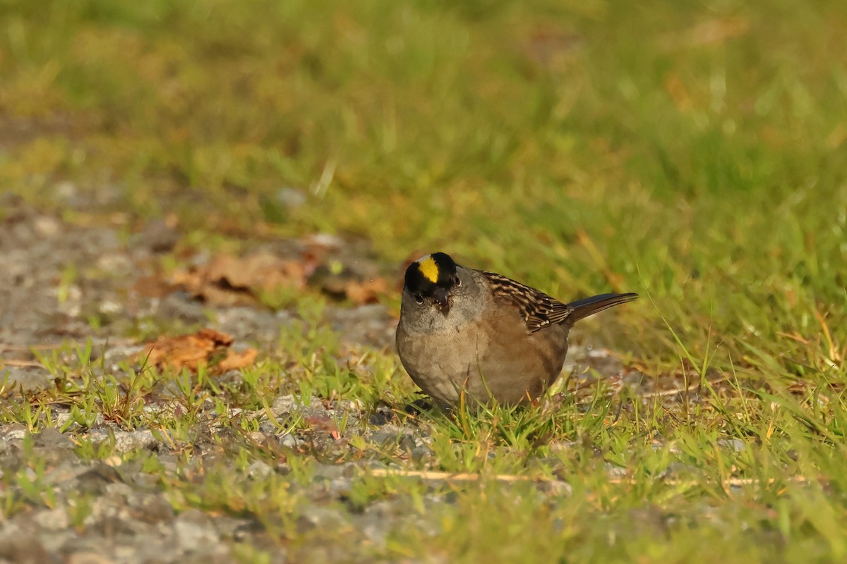 Golden-crowned Sparrow - ML620300196
