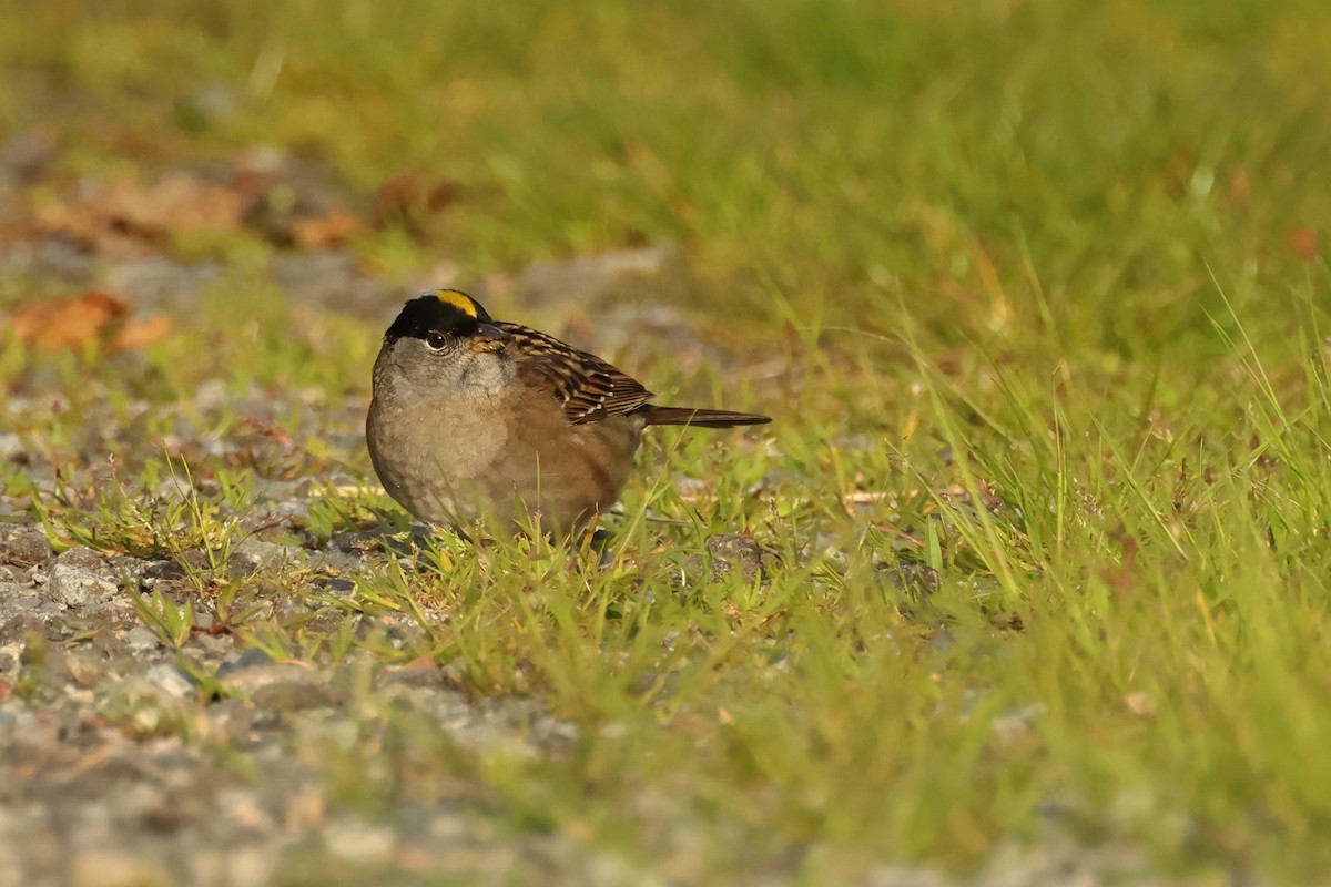 Golden-crowned Sparrow - ML620300197