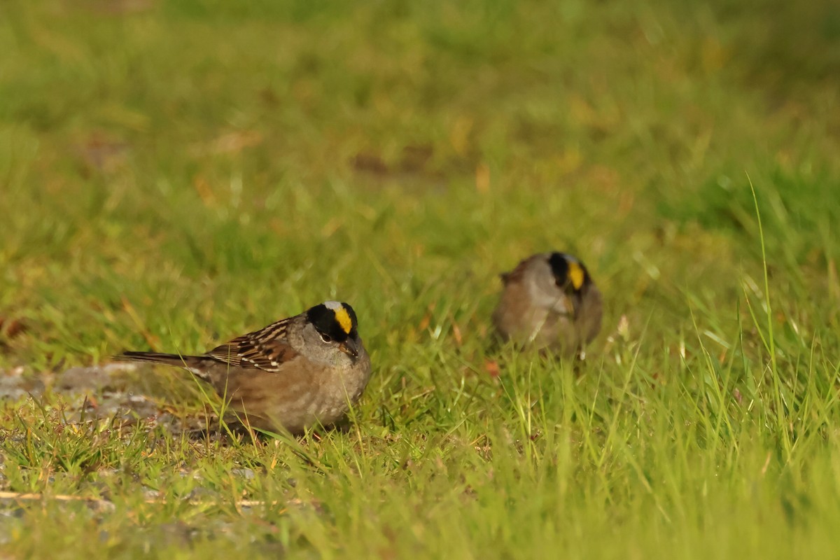 Golden-crowned Sparrow - ML620300198