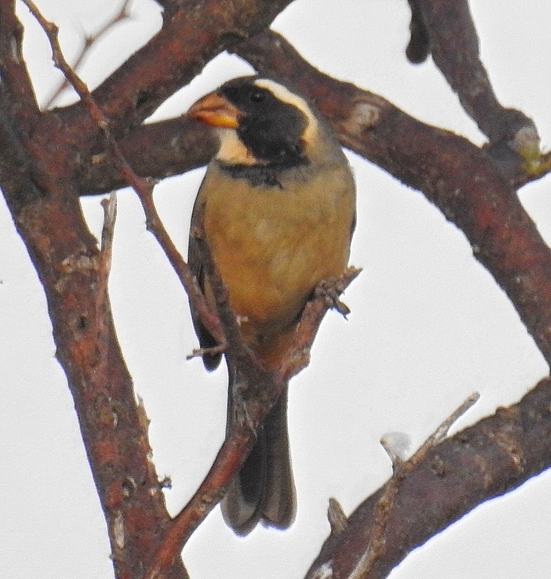 Saltator à bec orange - ML620300200