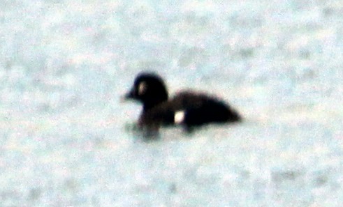 Harlequin Duck - ML620300201