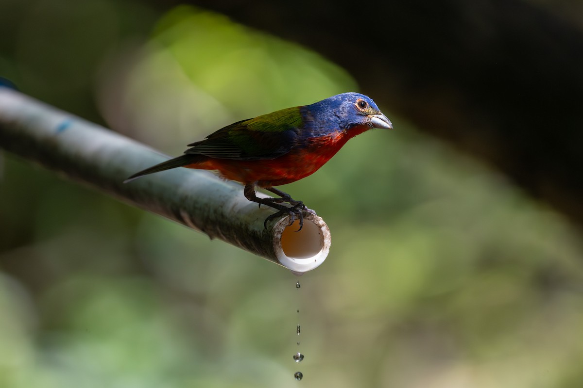 Painted Bunting - ML620300202