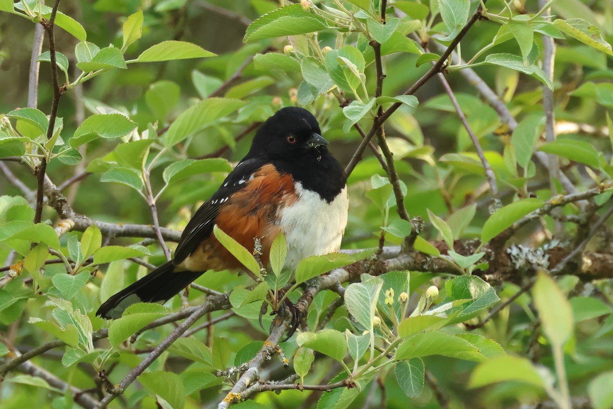 Spotted Towhee - ML620300204