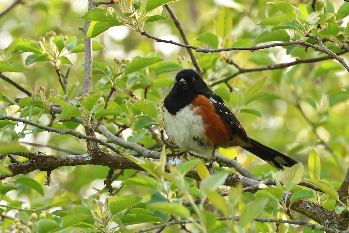 Spotted Towhee - ML620300205