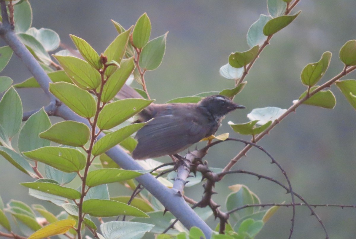 White-browed Fantail - ML620300209