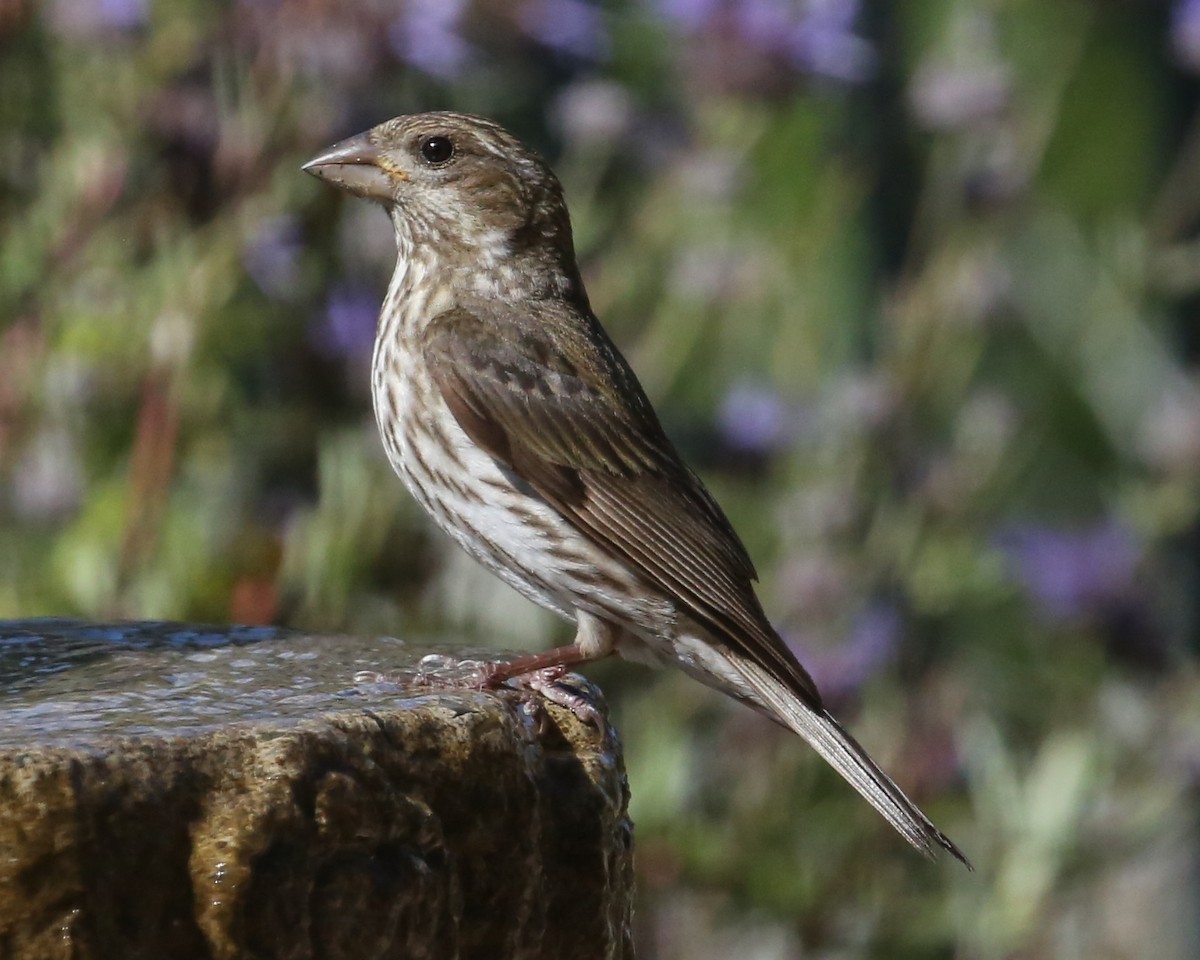 Purple Finch - ML620300210