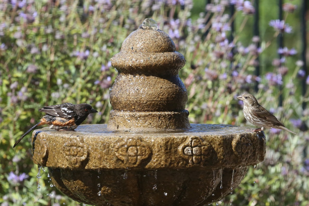 Purple Finch - ML620300211