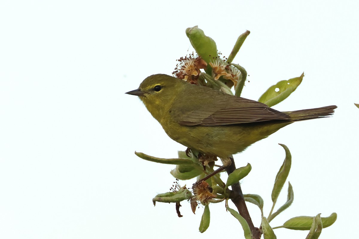 Orange-crowned Warbler - ML620300212