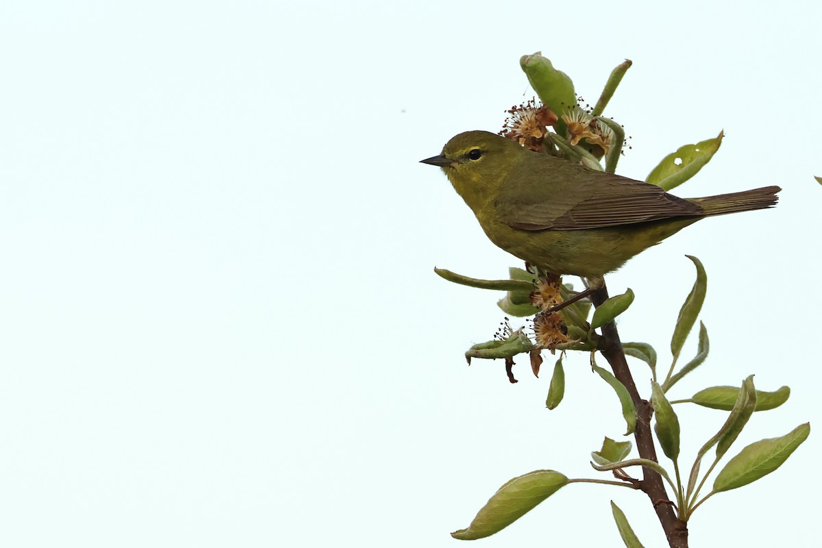 Orange-crowned Warbler - ML620300213