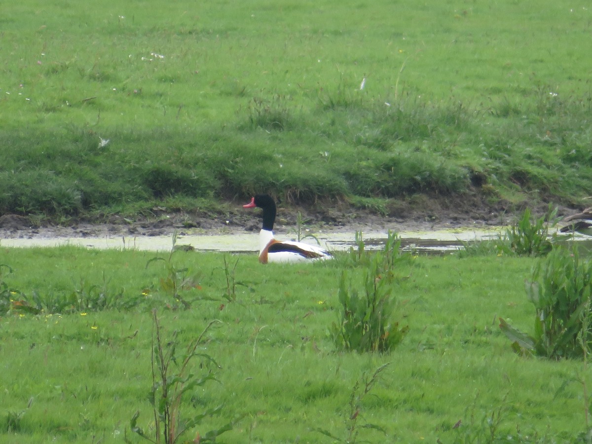 Common Shelduck - ML620300215