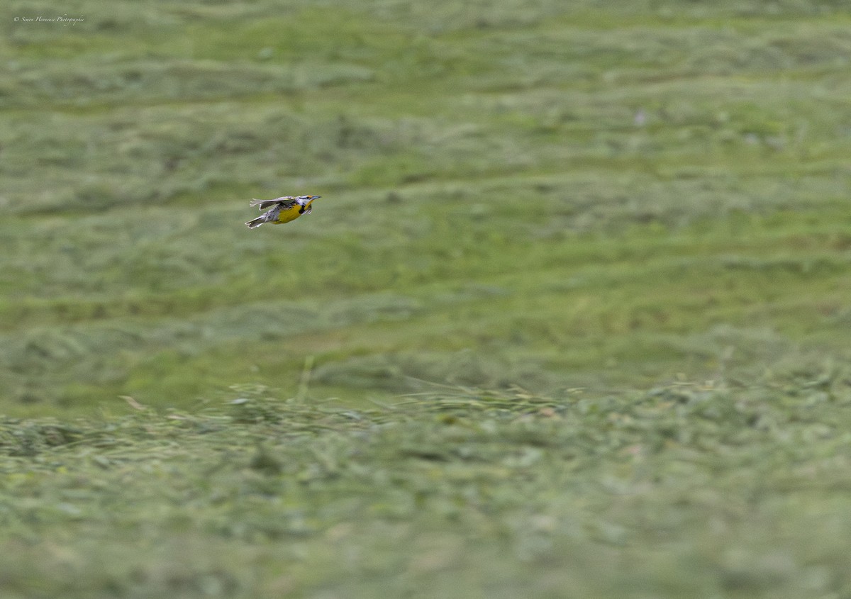 Eastern Meadowlark - ML620300216