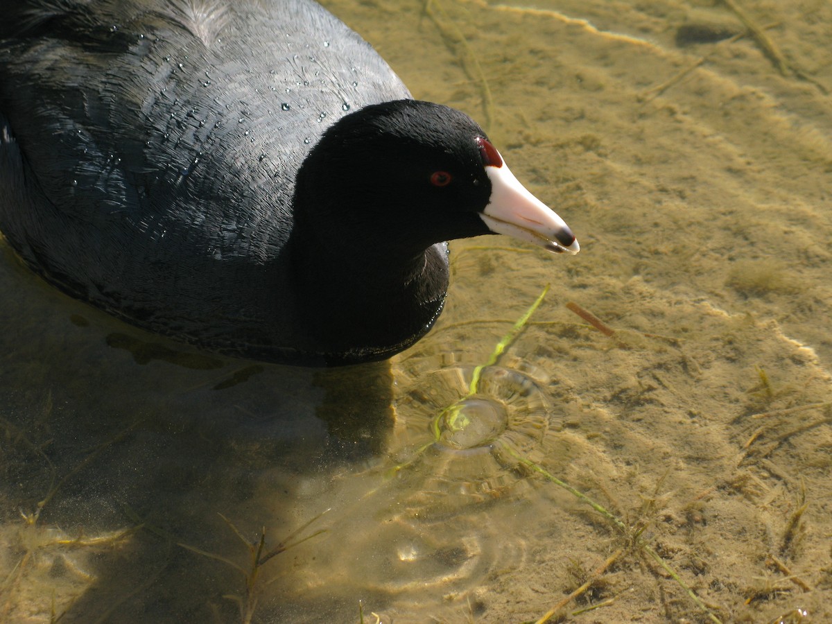 American Coot - ML620300224