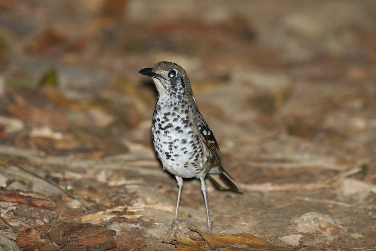 Spot-winged Thrush - ML620300232