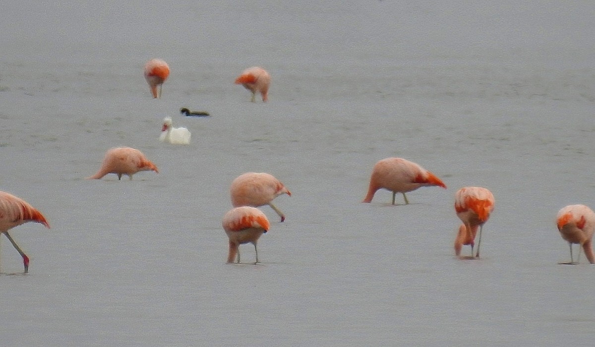 Chilean Flamingo - ML620300235