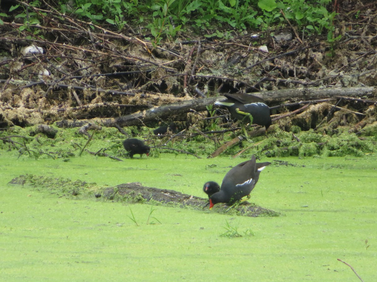 Eurasian Moorhen - ML620300237