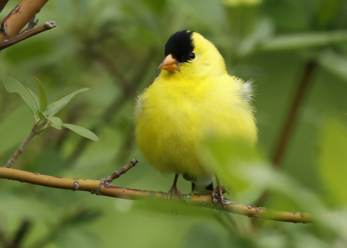 American Goldfinch - ML620300238