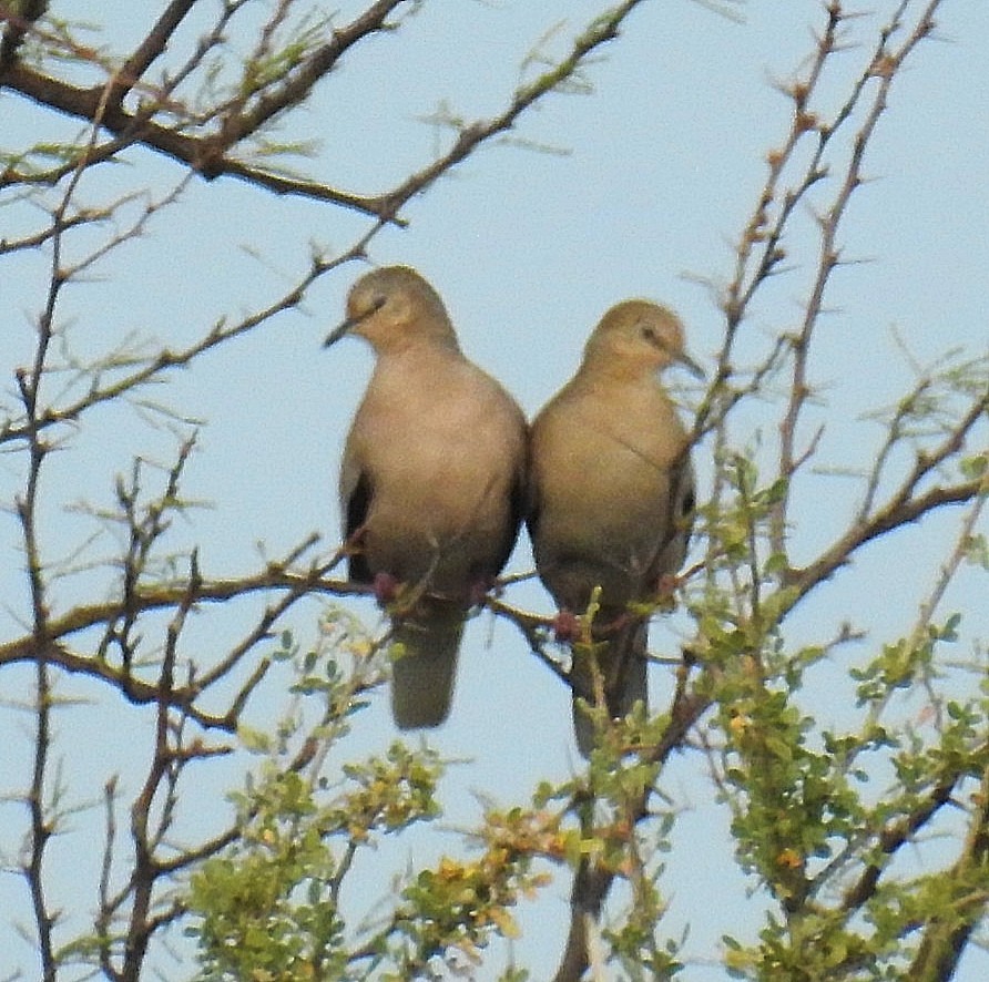 Picui Ground Dove - ML620300239