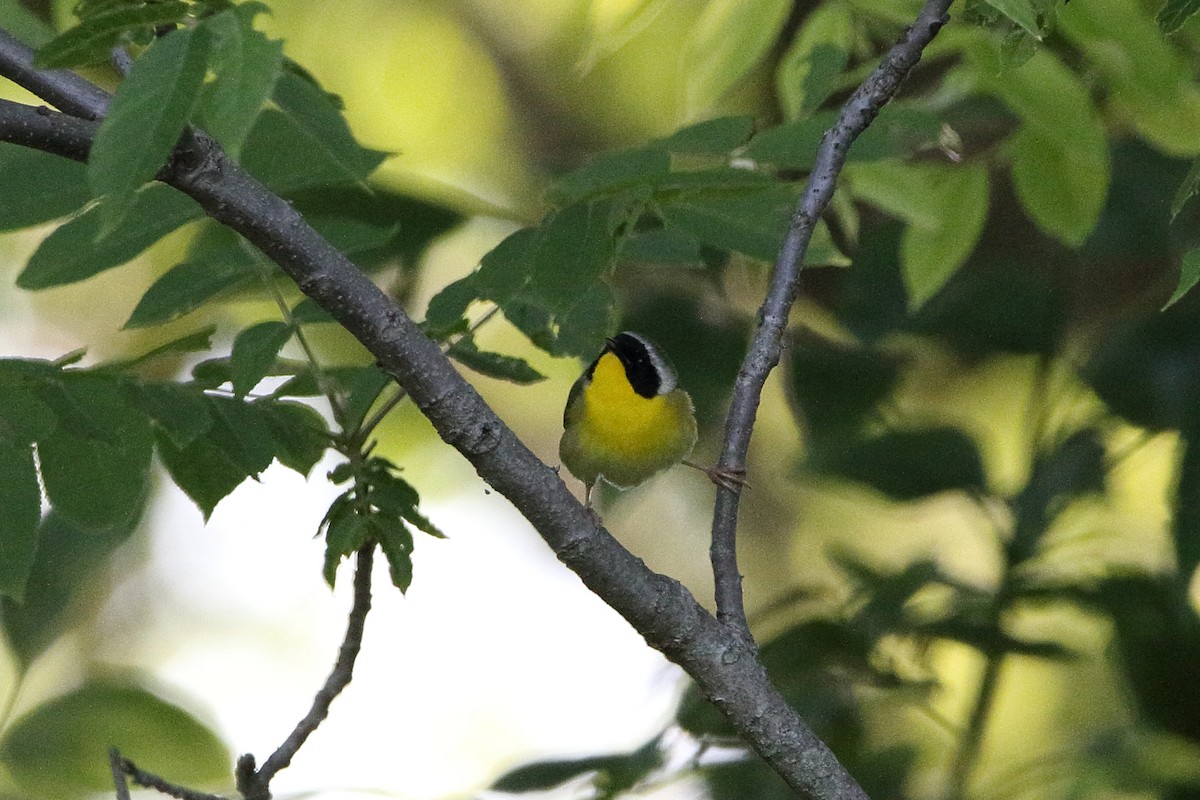 Common Yellowthroat - ML620300248