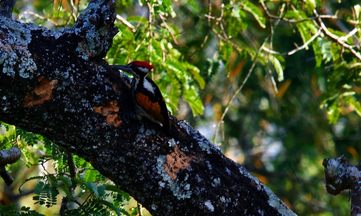 White-naped Woodpecker - ML620300249