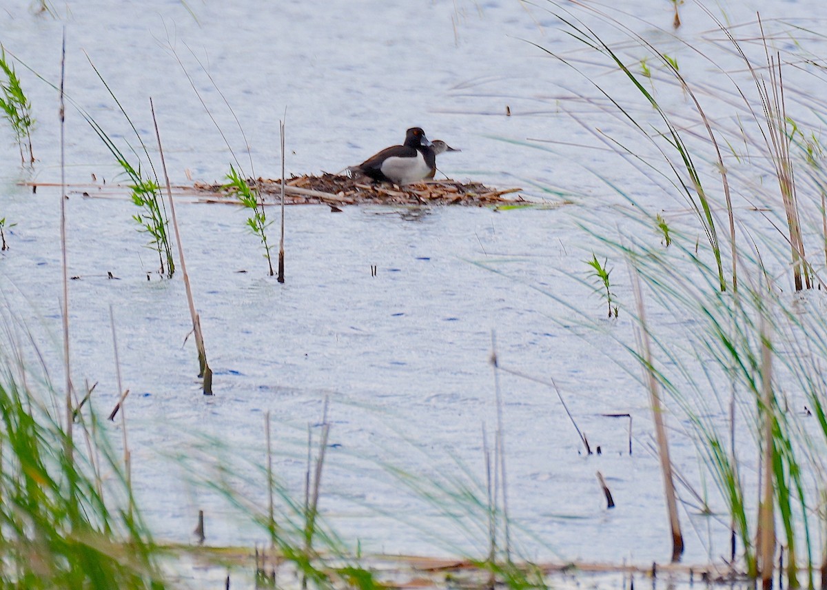 Ring-necked Duck - ML620300250