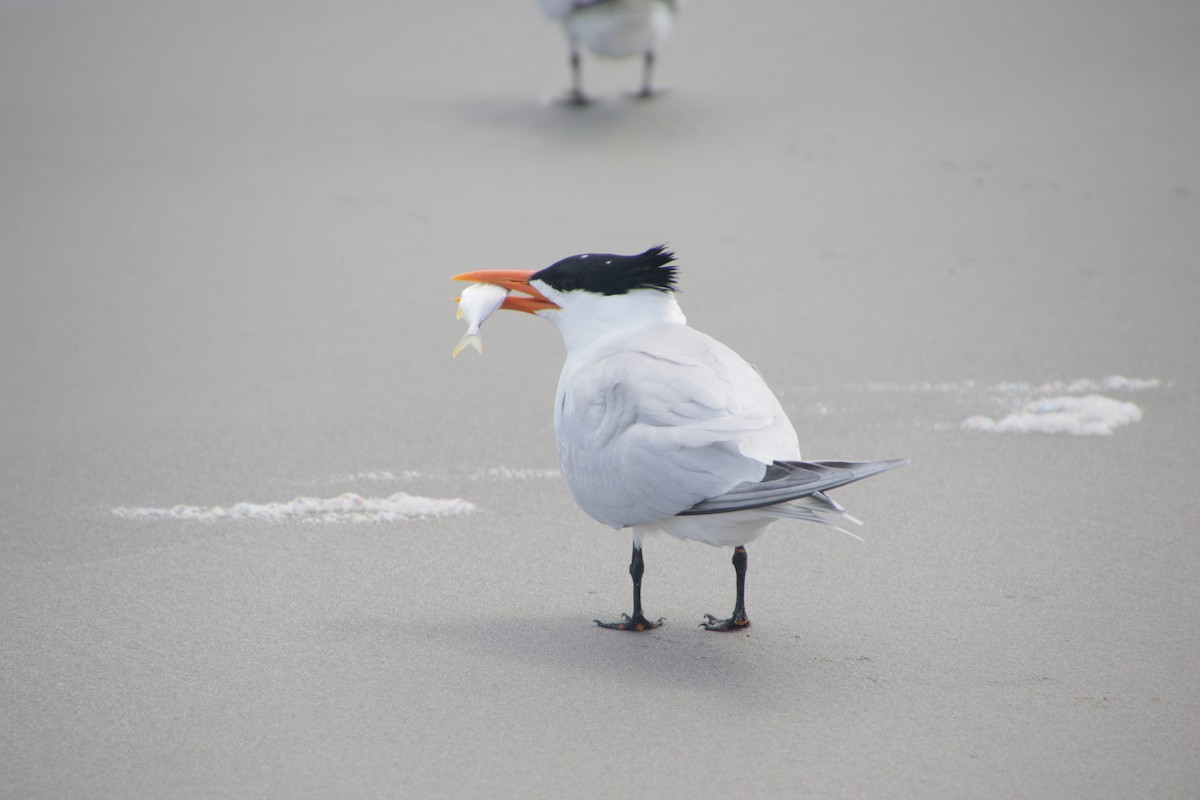 Least Tern - ML620300252