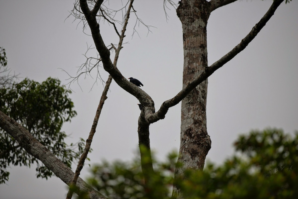 Sri Lanka Myna - Troy Shortell