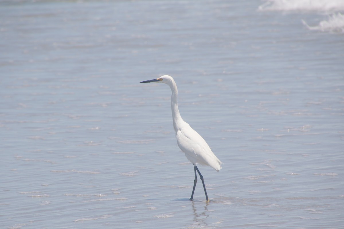 Snowy Egret - ML620300258