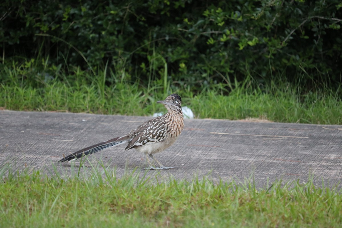 Greater Roadrunner - ML620300261