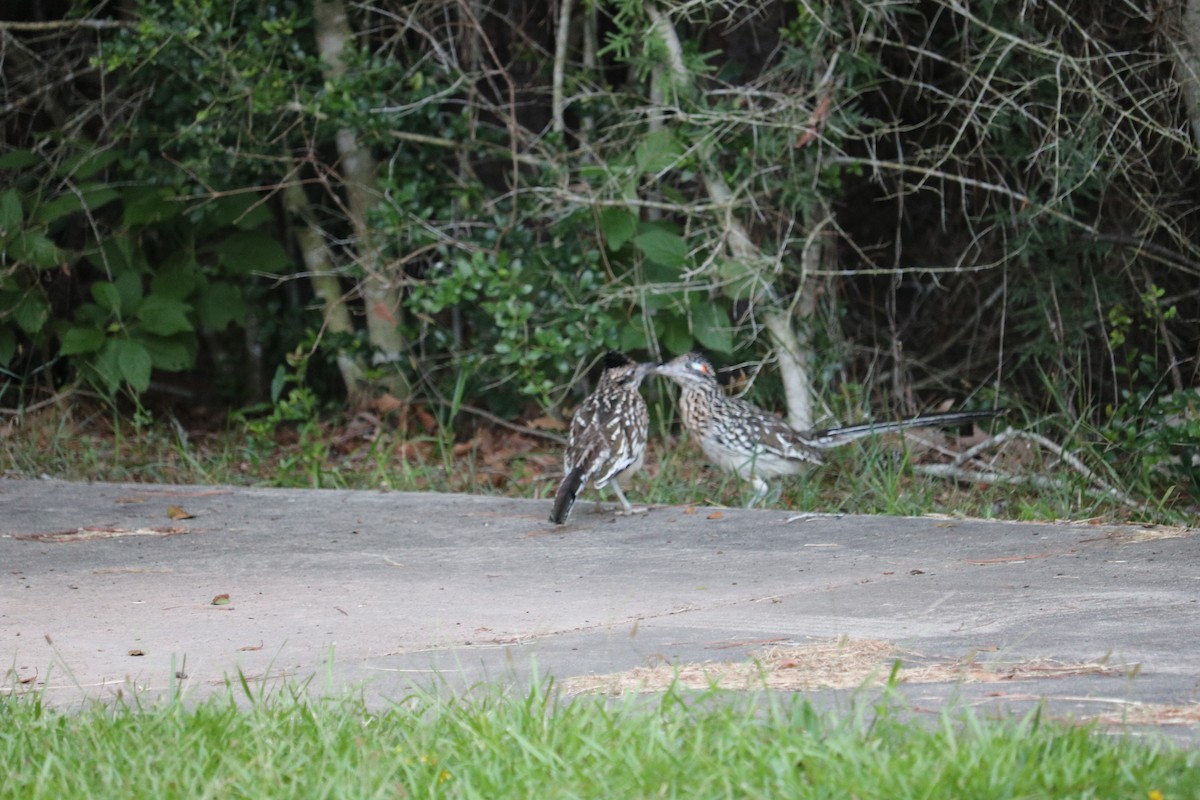 Greater Roadrunner - ML620300263