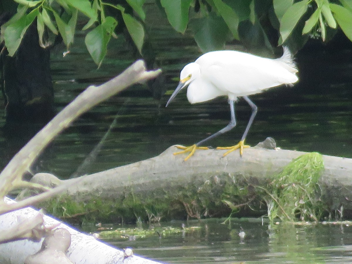 Snowy Egret - ML620300268