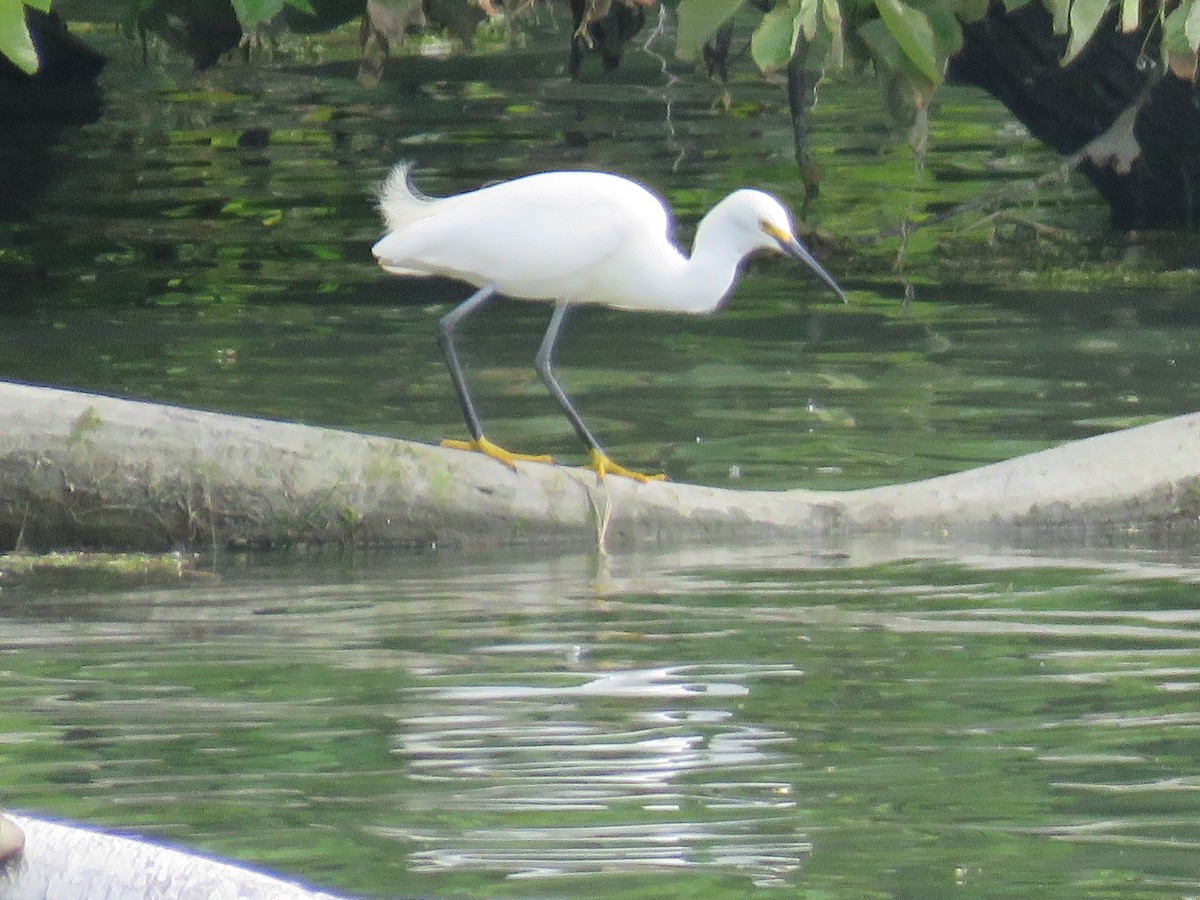 Snowy Egret - ML620300269