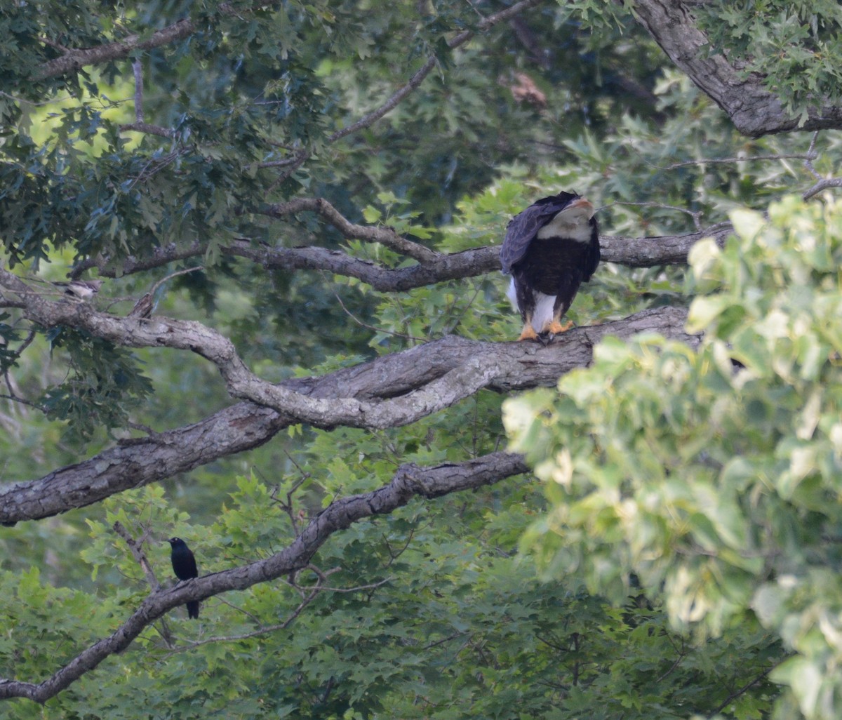 Weißkopf-Seeadler - ML620300271