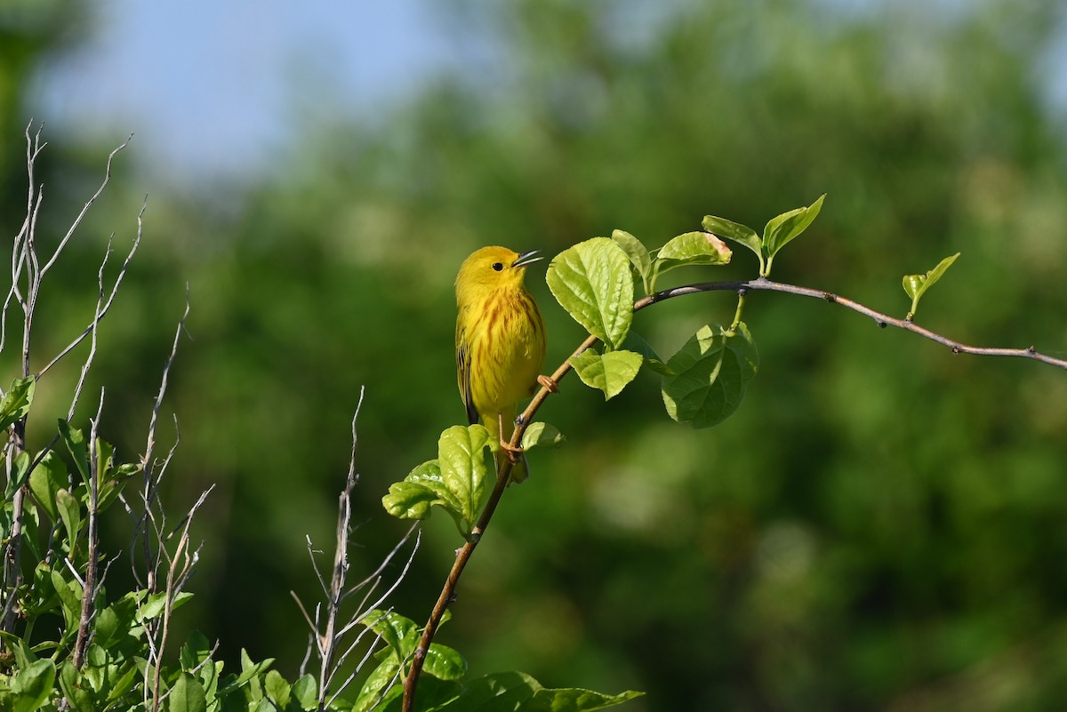 Yellow Warbler (Northern) - Dan O'Brien