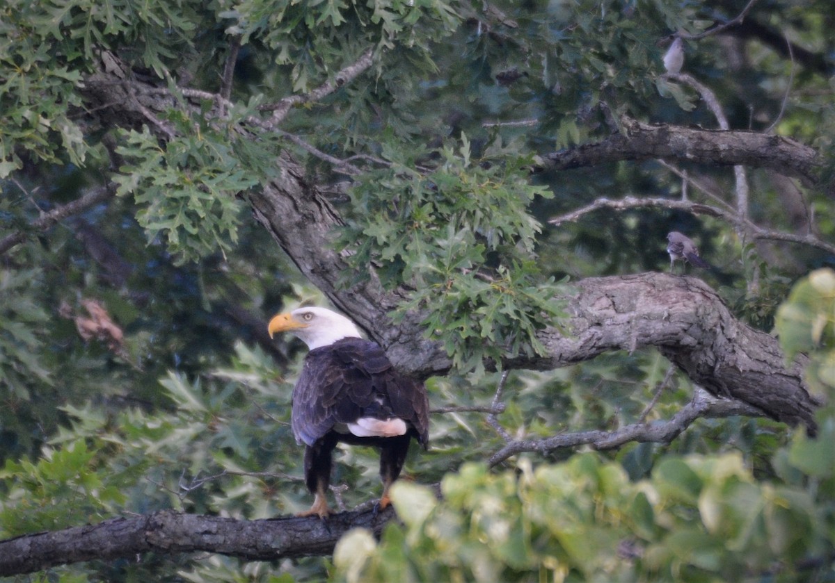 Bald Eagle - ML620300276